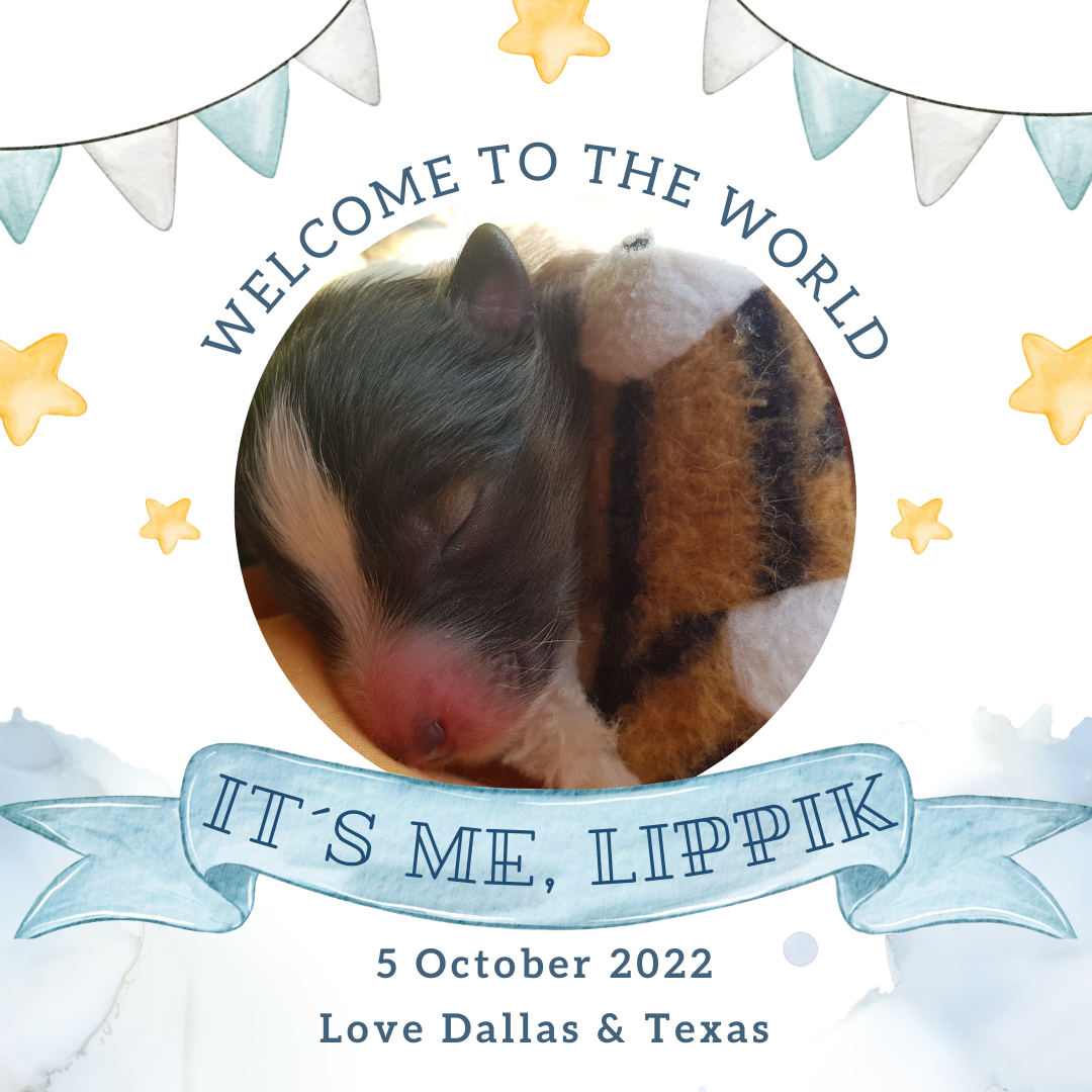 Welcome „It´s me, Lippik“